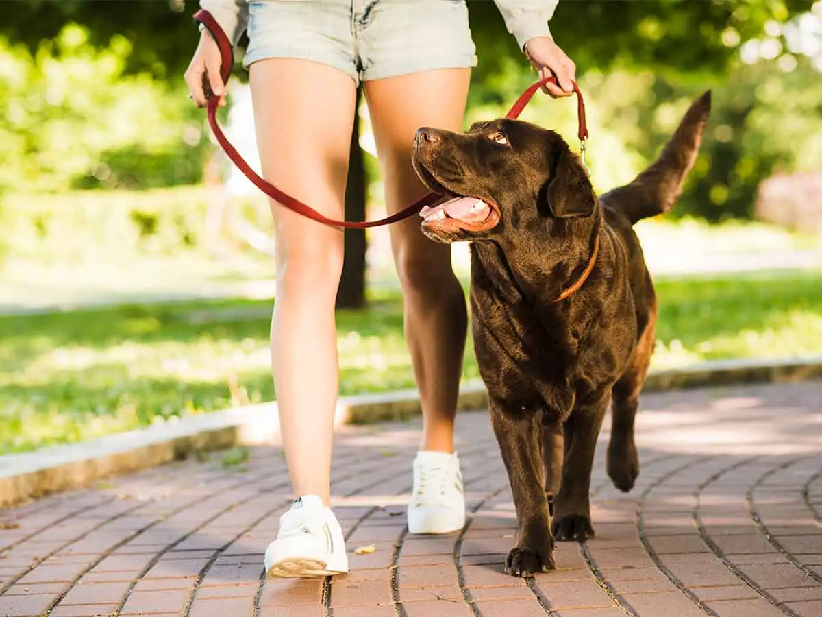 Chocolate lab is being walked by a female outside on a brick path.